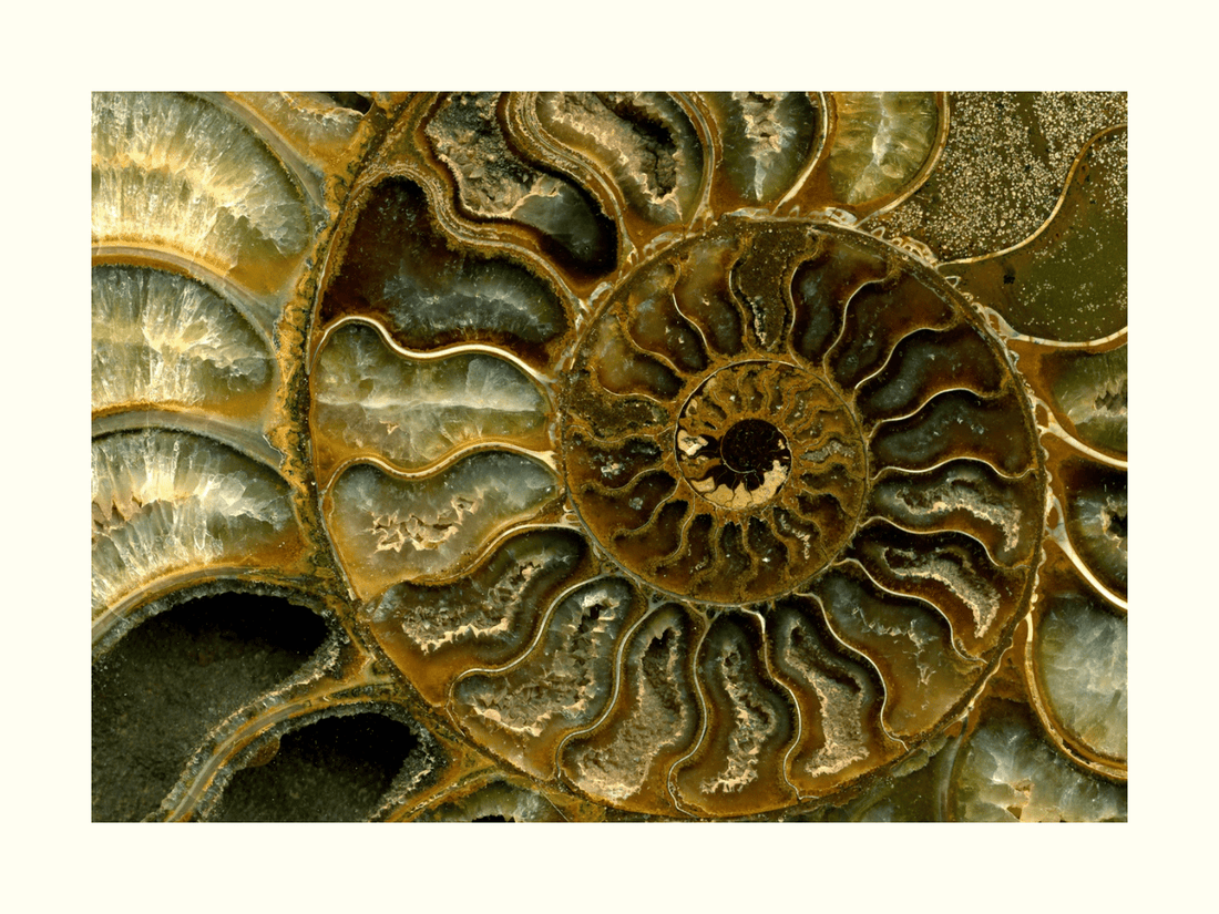 Adornment Is Instinct. - ALTRA Jewellery